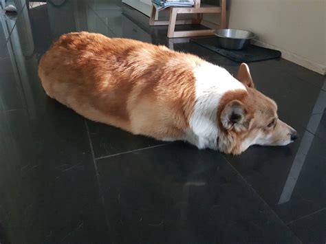 Dog loaf. Things To Know About Dog loaf. 